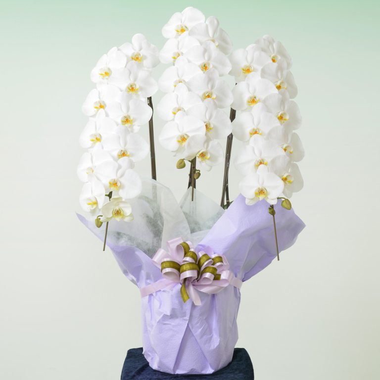 胡蝶蘭 3本立(小)