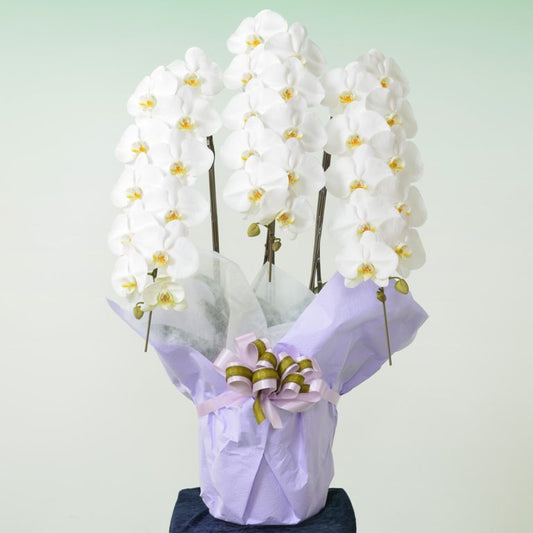 胡蝶蘭 3本立(小）